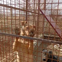 نژاد پیت بول