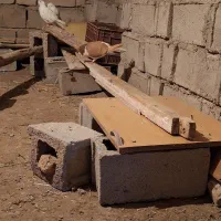 کفتر چادری|پرنده|اردبیل, |دیوار