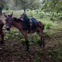 قاطر بسیار درشت