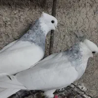 طوقی آبی بدون غلط همراه جوجه