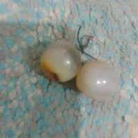 مهره رزق وروزی