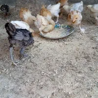 جوجه ۵۰ روزه برهما