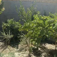 اجاره منزل حیات دار