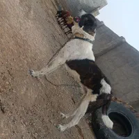 سگ گله نگهبان|سگ|مشهد, اروند|دیوار
