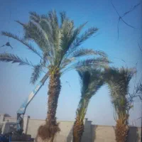 نخل و نهال مرکبات با قیمت مناسب و تحویل درباغ|خدمات باغبانی و درختکاری|یزد, |دیوار