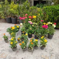 خدمات باغبانی راش سبز