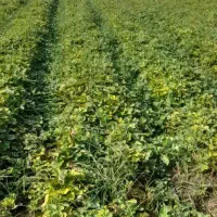 نهال توت فرنگی سابرینا|گل و گیاه طبیعی|خان ببین, |دیوار