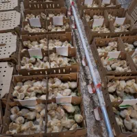 پخش بوقلمون بیوتی  آرشیدا