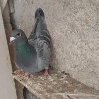 کفتر ی کبوتر|پرنده|مرودشت, ولایت|دیوار