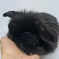 خرگوش لوپ گوش افتاد black خاص
