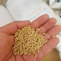 دانه پارس بشرط تمام دارو