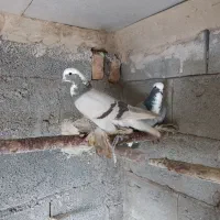 جفت فروشی قیمت2000000