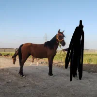فروش مادیون با کری