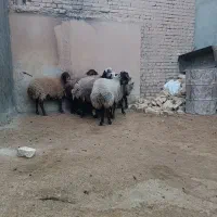 میش|حیوانات مزرعه|شراء, |دیوار
