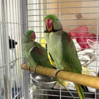 شاه طوطی|پرنده|رشت, گلسار|دیوار