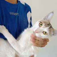 گربه ماده|گربه|بندرعباس, |دیوار