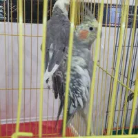 فروش دو جفت عروس هلندی|پرنده|مرودشت, پشت سایپا‎|دیوار