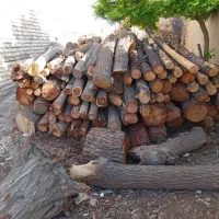 خرید انواع چوب|خدمات باغبانی و درختکاری|احمدآبادمستوفی, |دیوار