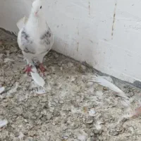 کبوتر|پرنده|سنندج, |دیوار