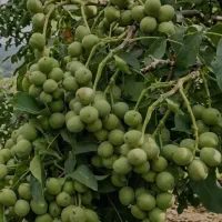 کود ۱۷ عنصره با افزایش بهره برداری و بهبود خاک