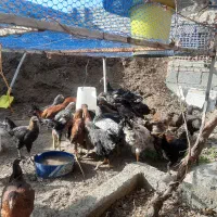 مرغ ،خروس،فریح،بهچه،