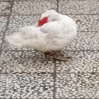 سیکا خارجی خروس غاز