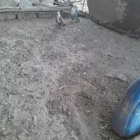 کبوتر|پرنده|تربت‌حیدریه, شهید بهشتی|دیوار