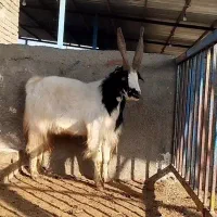 یک خلوی دوبور