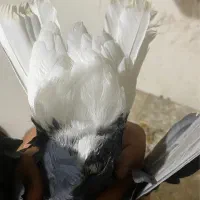 دم سفید|پرنده|ابهر, |دیوار