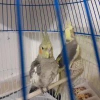 عروس هلندی جفت