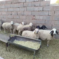 گوسفند میش جوان و بز