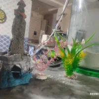 آکواریوم استوانه ای فروش فوری بدلیل کمبودجا|ماهی|کنارک, |دیوار