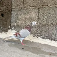 کبوتر جوان|پرنده|رشت, شهرک احمد خمینی|دیوار