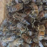 ملکه کارنیکا جفت طبیعی تخصص ماست