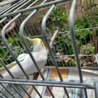 عروسک هلندی