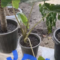 گل آپارتمانی|گل و گیاه طبیعی|سبزوار, عارف|دیوار