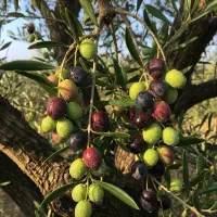 جشنواره فروش ویژه و تخفیف دار|خدمات باغبانی و درختکاری|مرودشت, ثبت احوال|دیوار