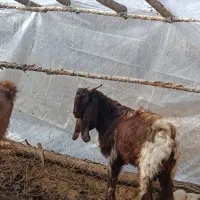 نر بز های چهل خال اصل پاکستانی|حیوانات مزرعه|انزل, |دیوار