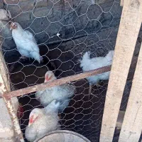 مرغ گوشتی