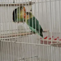 جفت طوطی برزیلی پاربلو اوپلاین مولد