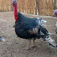 فروش بوقلمون