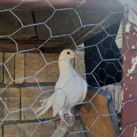 کفتر دم چتری