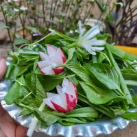 سبزی خوردن پاک کرده