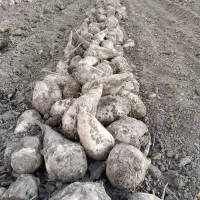 چغندر قند دامی