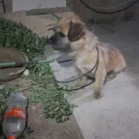 سگ پاکوتاه
