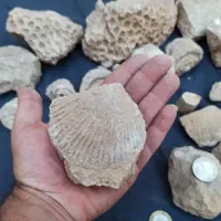 فسیل صدف و حلزون و مرجان