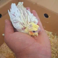 عروس هلندی سرلاکی|پرنده|مرودشت, ژیان|دیوار