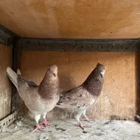 کفتر سرور|پرنده|اسلامشهر, مطهری|دیوار