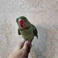 شاه طوطی|پرنده|قم, دورشهر|دیوار