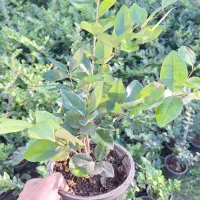 یاس هلندی سطل۳.۵